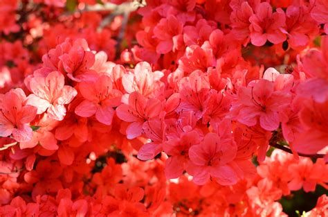 The Ultimate Guide To Growing And Caring For Stewartstonian Azalea In