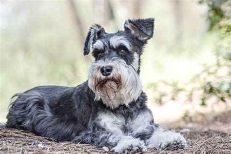 Schnauzer Sind Einfach Geil Telegraph