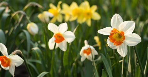 Of The Best Daffodil Cultivars For Naturalized Plantings