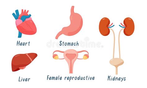 Conjunto De Rg Os Humanos Cora O Sistema Reprodutivo Feminino