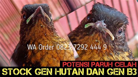 Stock Trotol Jantan Ready Gen Hutan Dan Gen B Dan Ada Gen B Big