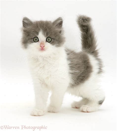 Fluffy grey-and-white kitten photo WP09502