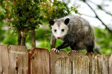 How To Get Rid Of Possums In Your Yard House In 48 Hours