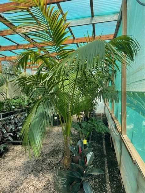 True Green Nursery S How To Guide For Howea Forsteriana Or Kentia Palm