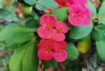 Crown Of Thorns Leaves Turning Yellow Gardential