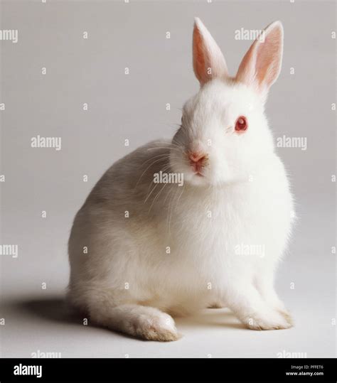 Sitting white Rabbit (Oryctolagus cuniculus ), close up Stock Photo - Alamy