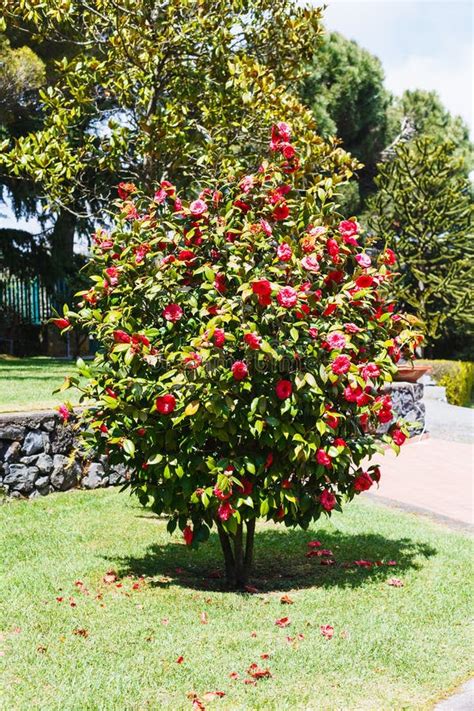 Camellia Bush with Pink Flowers in Spring Day Stock Image - Image of ...