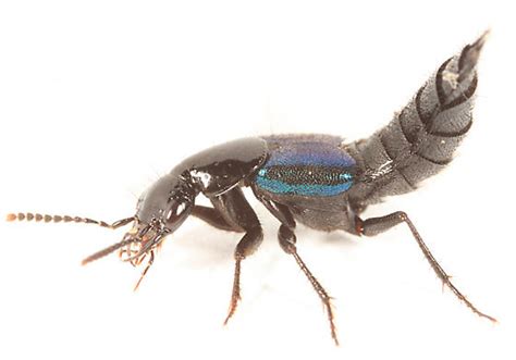 Rove Beetle Philonthus Caeruleipennis Bugguidenet