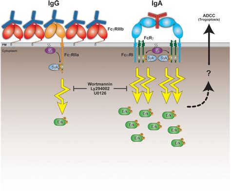 Potent Fc Receptor Signaling By Iga Leads To Superior Killing Of Cancer