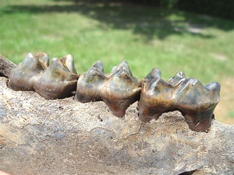 Gorgeous Juvenile Tapir Mandible with Four Teeth | Recently Sold ...