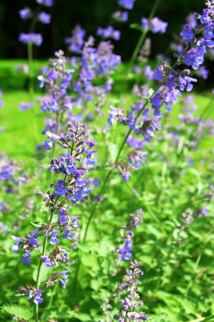 Premium Photo Blue Flowers Of Nepeta Cataria Catnip Catswort