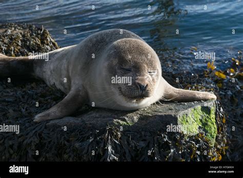 Cute Gray Seal Taking A Sunbath On A Rock Near The Harbor Stock Photo