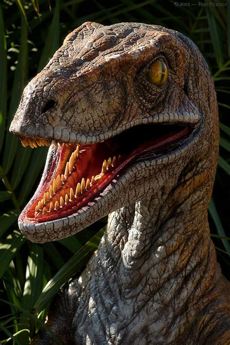 Jurassic World Velociraptor Wallpaper Wallpapersafari