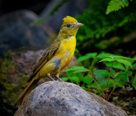 Summer Tanager Owen Deutsch Photography