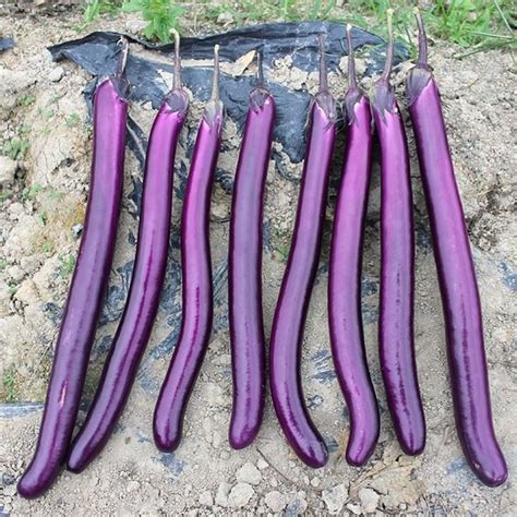 Hybrid Eggplant Seeds Manufacturers - Hybrid Eggplant Seeds Suppliers