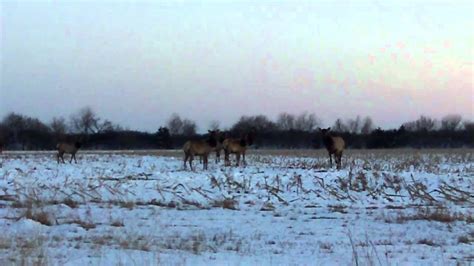 Kansas Elk Youtube