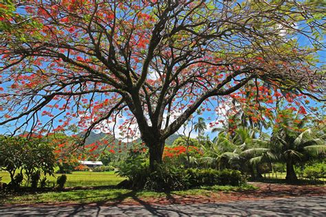 Flamboyant Or Flame Tree In Rarotonga And Cook Islands 2024 2025 Roveme