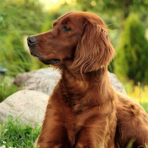 Irish Setter Pedigree Database