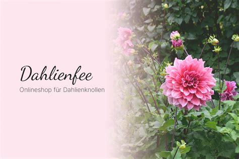 Dahlienfee Onlineshop für Dahlienknollen