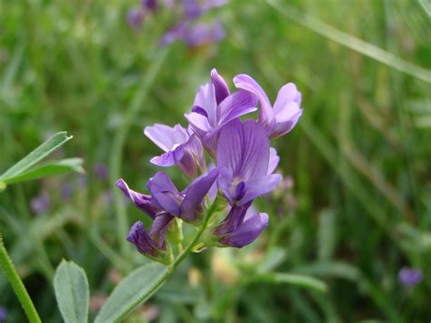 luzerne  kg kruidenrijk grasland