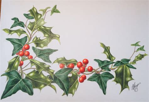 THE HOLLY & THE IVY – BOTANICAL COLOURED PENCIL DRAWING :: ONLINE ...