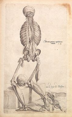 Andreas Vesalius Ideas Andreas Vesalius Anatomy Medical