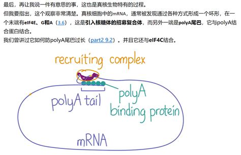 Mit 分子生物学 Part3 314 Eukaryotic Translation Termination And Ribo 哔哩哔哩