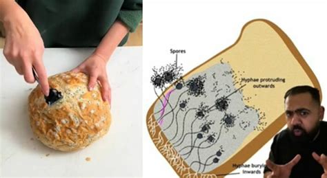 Pane Con La Muffa Non Basta Tagliare Via Una Parte Per Evitare I