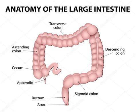 Anatom A Humana Intestino Grueso Vector Gr Fico Vectorial Edesignua