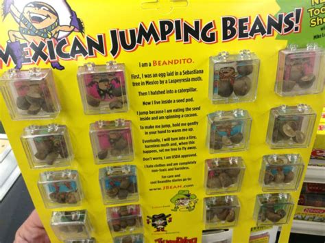 One Small Leap The Enduring Appeal Of Mexican Jumping Beans Mental Floss