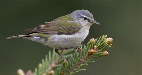 Tennessee Warbler Identification, All About Birds, Cornell Lab of Ornithology