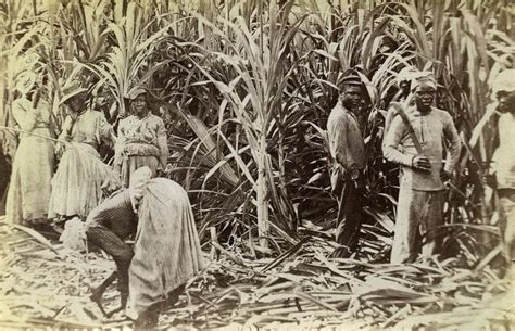 Cane Cutters Jamaica 1891 Jamaica History Vintage Photos Photo