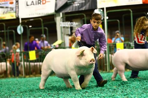 Njss Landrace Gilt Show National Swine Registry