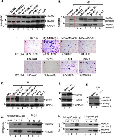 Breast Cancer Mda Mb 231 Cells Use Secreted Heat Shock Protein 90alpha