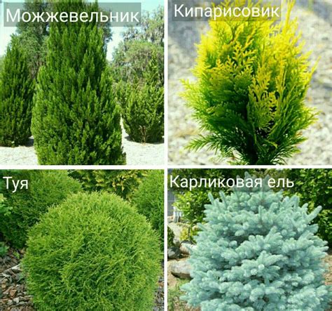 Каталог Хвойных Растений С Фото И Описанием — Фото Картинки