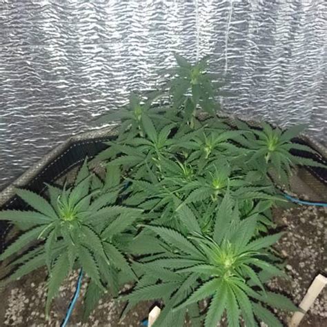 Sensi Seeds California Indica Grow Diary Journal Week9 By Paparazzi