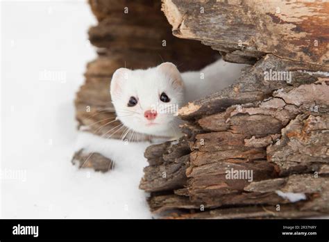 Stoat snow u hi-res stock photography and images - Alamy