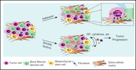 Non Cell Autonomous Mechanisms Of Resistance And Metastasis Bentires