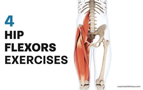 4 Powerful Hip Flexor Strengthening Exercises With Pdf Coach Sofia