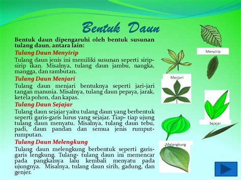 Contoh Daun Melengkung Menjari Sejajar Menyirip