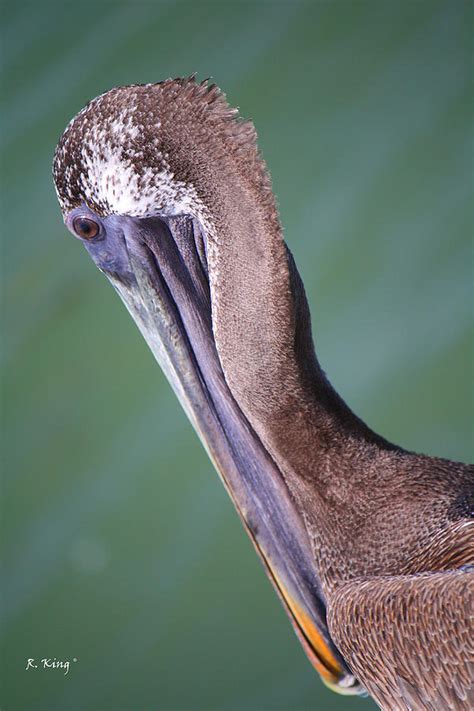 Immature Brown Pelican Photograph By Roena King Fine Art America