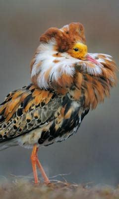 Male Ruff Philomachus Pugnax Very Beautiful L Loe In