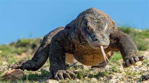 Los 13 Animales Más Peligrosos Del Mundo La Mente Es Maravillosa