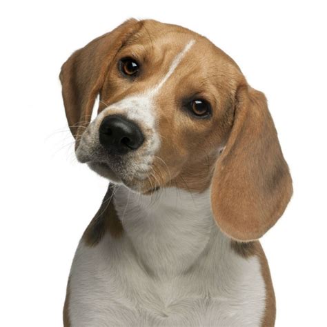 Chó Săn Thỏ Beagle Đặc điểm cách nuôi giá bán mua ở đâu