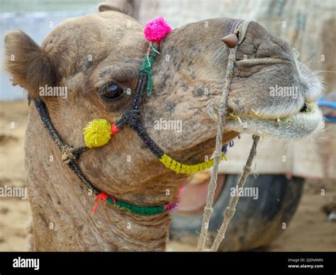 Decorated Camel Face Close Up Picture In Indian Desert Rural Village