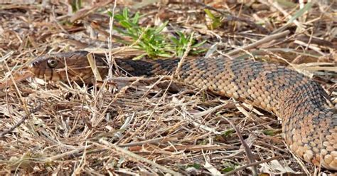 Copperhead Vs Banded Water Snake What Are The Differences A Z Animals