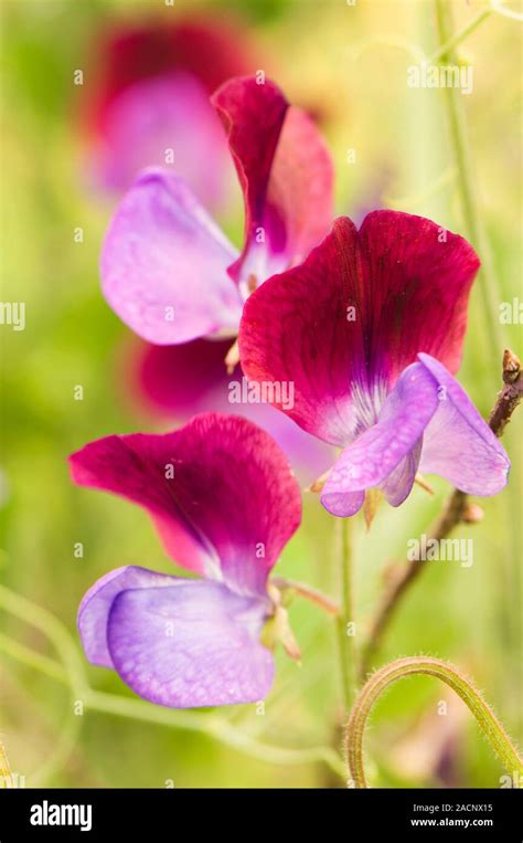 Sweet Pea Lathyrus Odoratus Matucana Flowering In Summer Stock