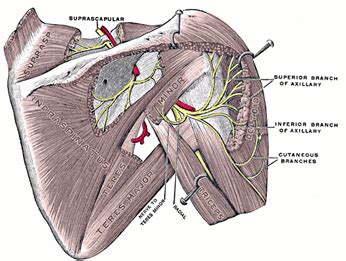 Axillary Nerve Injury Treatment | NJ, NY, NYC