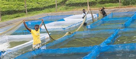 Why Start Fish Farming In Kisumu