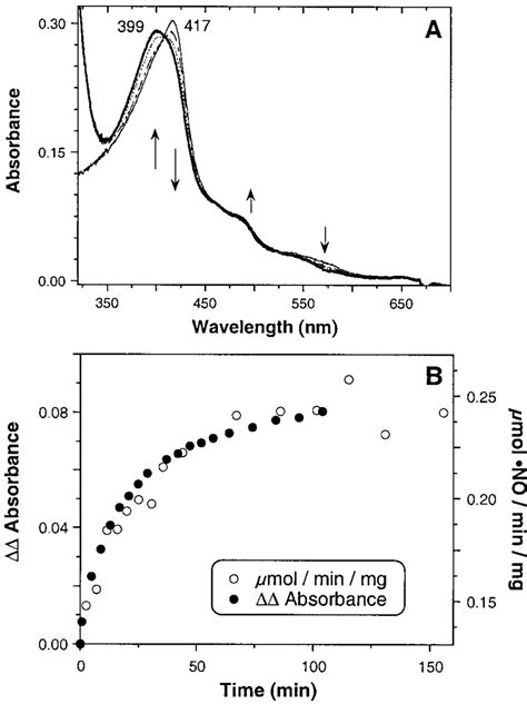 Reconstitution of pterin-free NOS with H 4 B and GSH. Final ...